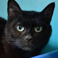 MIMI, chatte à adopter