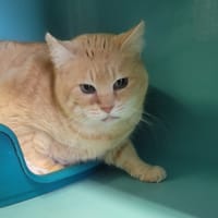 Tartinette, chatte à adopter