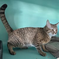 alibie, chatte à adopter