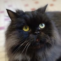 Remus, chat à adopter