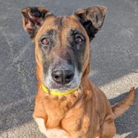 OPHELIA, chienne à adopter