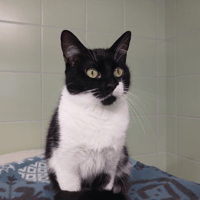 NAYA, chatte à adopter