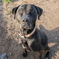 DOST, chien à adopter