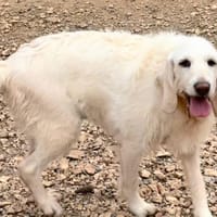 OLLY, chienne à adopter