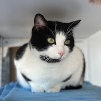 Gim's, chat à adopter