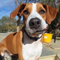 Faith, chienne à adopter