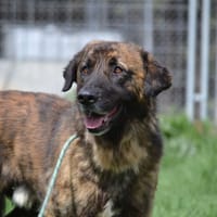 Galindo 4 ans, une merveille ! (ok chat), chien à adopter