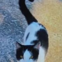 Vanille, chatte à adopter