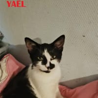 Yaël, chatte à adopter