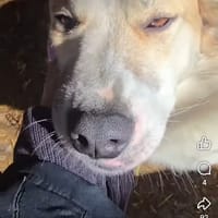 Sky, chien à adopter