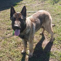 AIKA 2, chienne à adopter