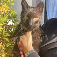 OSCAR, chat à adopter