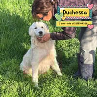 DUCHESSA, cane femmina da adottare