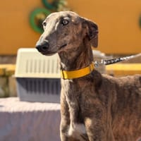 AYLA (Lara), chienne à adopter