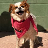 ANWI (Lara), chienne à adopter