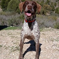 CAHLMA (Lara), chienne à adopter