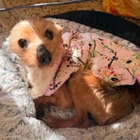 CHISPITAS (Animalea), chienne à adopter