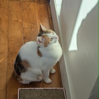 Bianca, chatte à adopter