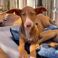 FREYA (Martina), chienne à adopter