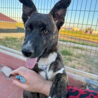 KAIA (Martina), chienne à adopter