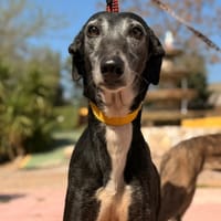 TURCA (Lara), chienne à adopter