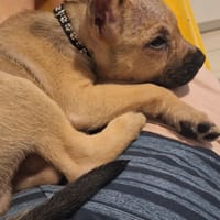 PEPSI LE NOUNOURS GOURMAND, chien à adopter