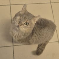 Owen, chat à adopter