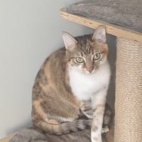Tine, poezen ter adoptie