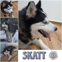 SKATT * freundliche Husky-Mix-Dame, Hündin zur Adoption