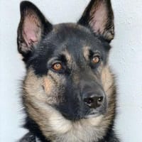 Oscar sucht dringend ein neues Zuhause, Hund zur Adoption