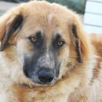 Linus, Pflegestelle in Hessen, Hund zur Adoption