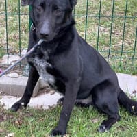 Rico ab dem 22.03 in Deutschland, Hund zur Adoption