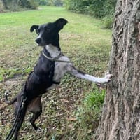 Kira, lebensfrohe Hündin, Hündin zur Adoption