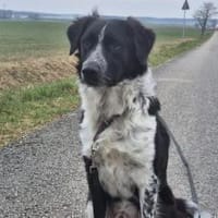 Picolino sucht aktive Menschen, Hund zur Adoption