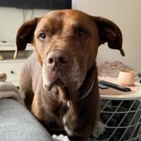 Vitto Labrador-Mix, Hund zur Adoption