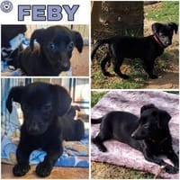 FEBY -sucht ein ruhiges Zuhause-, Hündin zur Adoption