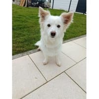 Katniss - wartet in 89257 Illertissen, Hündin zur Adoption