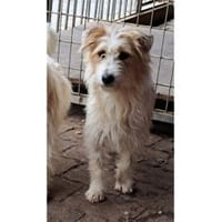 Rubi - wartet in 61250 Usingen, Hündin zur Adoption