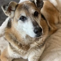 3-Bein sucht nach Amtfreigabe, Hündin zur Adoption