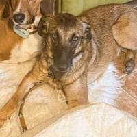 Carolina - wartet in 41539 Dormagen, Hündin zur Adoption