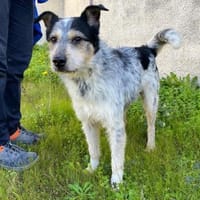 Pongo in der Tieherberge Donzdorf, Hund zur Adoption