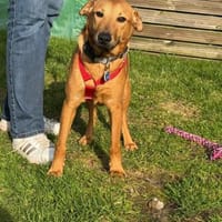 Tequila,zarte Entdeckerin sucht Anschlus, Hündin zur Adoption