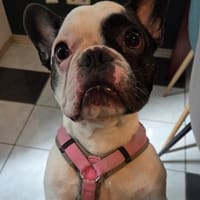 Kalle sucht dringend Ort zum Ankommen, Hund zur Adoption