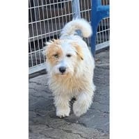 Peeta - wartet in 61250 Usingen, Hund zur Adoption
