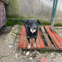 Emil-Neo verdient eine zweite Chance, Hund zur Adoption