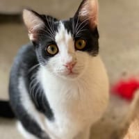 Hübsche Coco, Katze zur Adoption