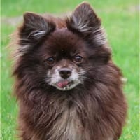 ***BIENE und NINJA!***, Hund zur Adoption