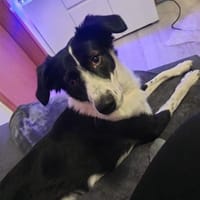 Odin sucht ein neues Zuhause, Hund zur Adoption