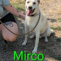 Mirko ab dem 22.03. in Deutschland, Hund zur Adoption