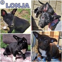 LONJA -Sucht ein ruhiges Zuhause-, Hündin zur Adoption